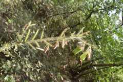 Crotalaria mysorensis